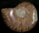 Flashy Red Iridescent Ammonite - Wide #10372-1